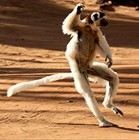 What are lemurs ?