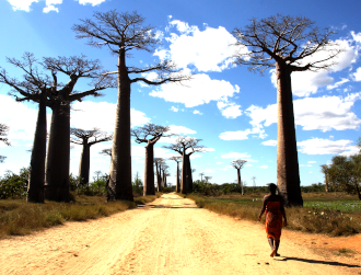 The Baobab Avenue