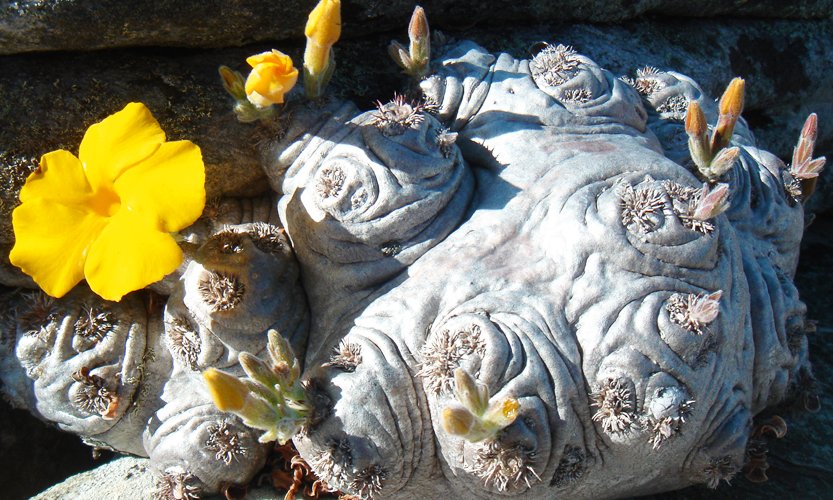 madagascar-botanical-tours.jpg