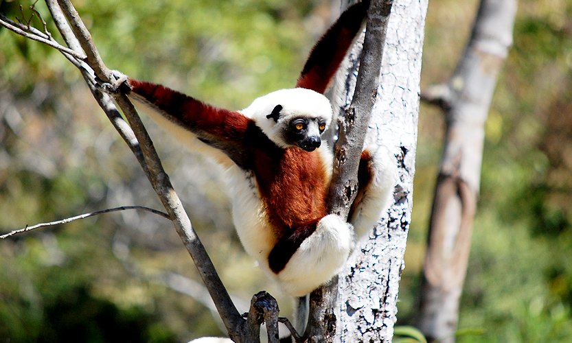 wildilfe-safari-madagascar.jpg